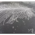 Ber Allianz 6304gri 200x290cm covor