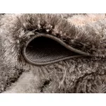 Luxos SHAGGY SHAGGY covor, Elvira 0625 bej 60set=60x220cm+ 2bucx 60x110cm