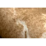 Covor modern LAPIN, Cerc, shaggy, covor lavabil, antiderapant, nuanța fildeșului / maro 100 cm